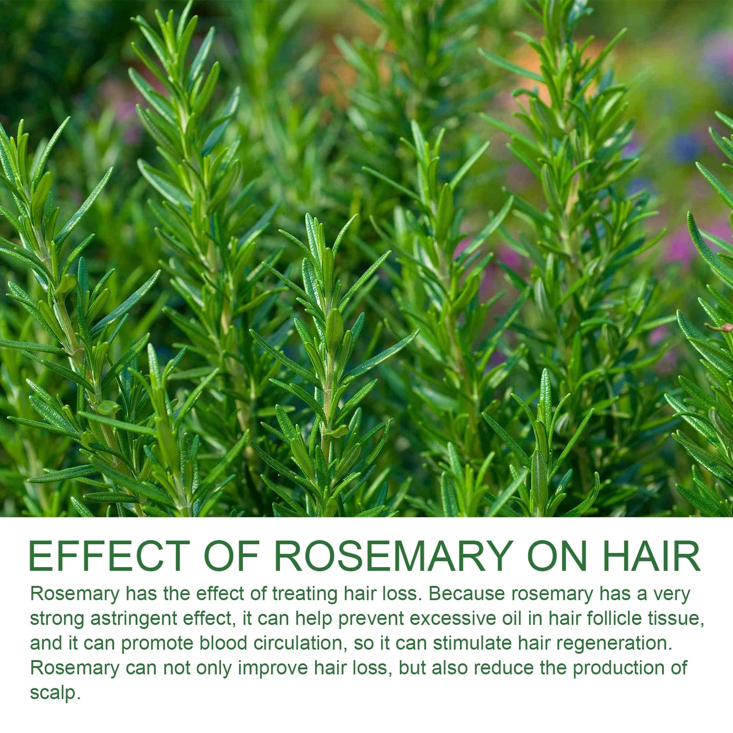 Rosemary Hair Growth Shampoo - Anti-Hair Loss Treatment for Scalp Nourishment & Repair